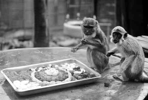 两只猴子正在食用工作人员为它们精心准备的“月饼”果盘。记者赵天弈摄